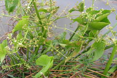 Caldesia parnassifolia